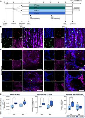 Subthalamic nucleus but not entopeduncular nucleus deep brain stimulation enhances neurogenesis in the SVZ-olfactory bulb system of Parkinsonian rats